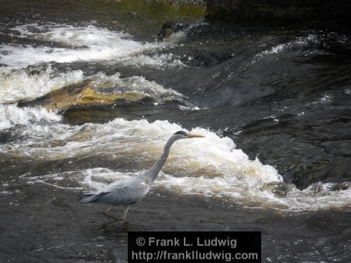 Heron on the Garavogue